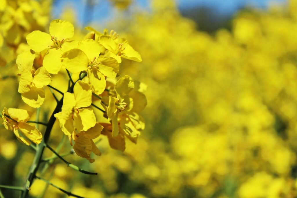 Apa Itu Minyak Rapeseed? 