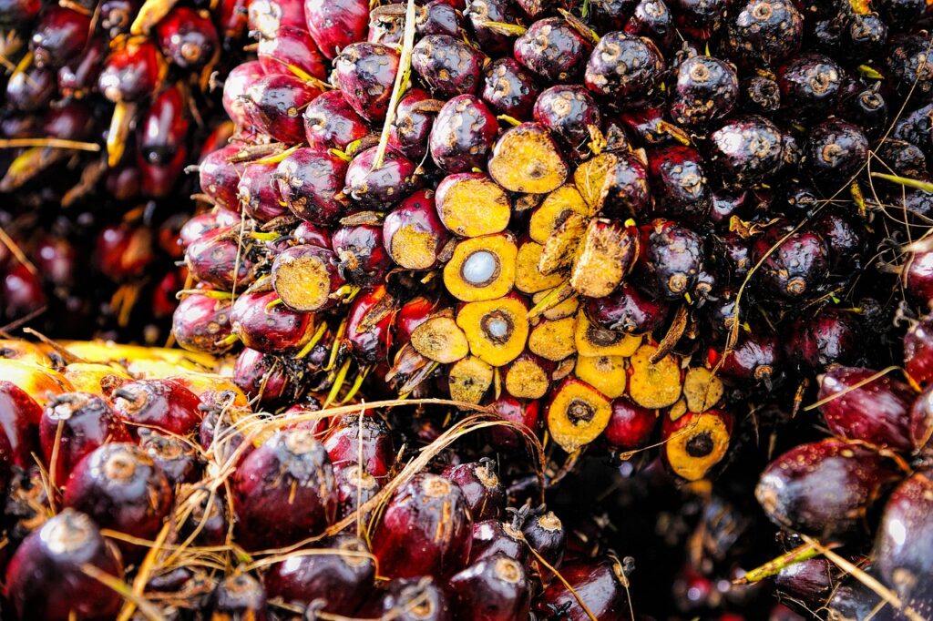 What Is RBD Palm Olein? Definition, Functions, and Advantages