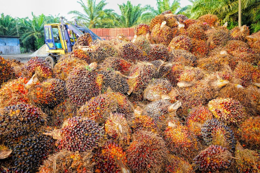 Mengenal Tanaman Kelapa Sawit
