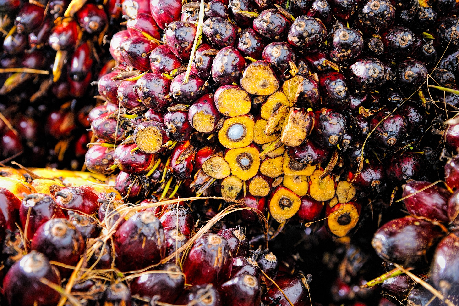 7 Produk Turunan Kelapa Sawit yang Mendukung Berbagai Industri