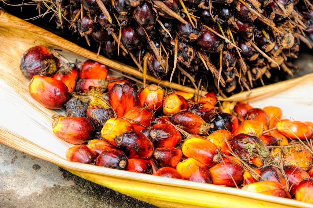 Apa Itu Minyak Kelapa Sawit? Proses Produksi, Jenis, dan Kegunaannya